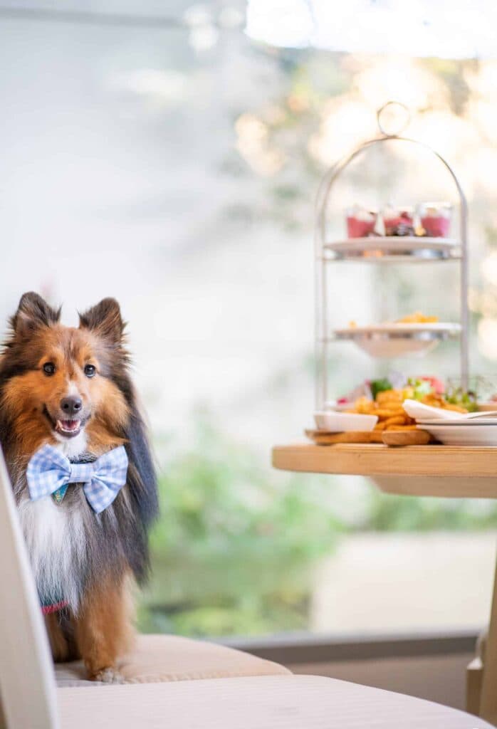 Avani+ Hua Hin สุนัขพักได้ กับ 16 ข้อดี Pet Friendly ดีที่สุดแห่งหนึ่งในไทย (รีสอร์ท 5 ดาว) 86 Avani+ Hua Hin สุนัขพักได้ กับ 16 ข้อดี Pet Friendly ดีที่สุดแห่งหนึ่งในไทย (รีสอร์ท 5 ดาว) 85