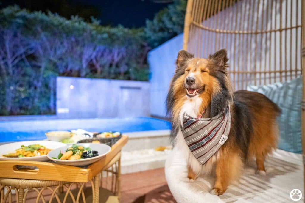 Avani+ Hua Hin สุนัขพักได้ กับ 16 ข้อดี Pet Friendly ดีที่สุดแห่งหนึ่งในไทย (รีสอร์ท 5 ดาว) 67 Avani+ Hua Hin สุนัขพักได้ กับ 16 ข้อดี Pet Friendly ดีที่สุดแห่งหนึ่งในไทย (รีสอร์ท 5 ดาว) 67