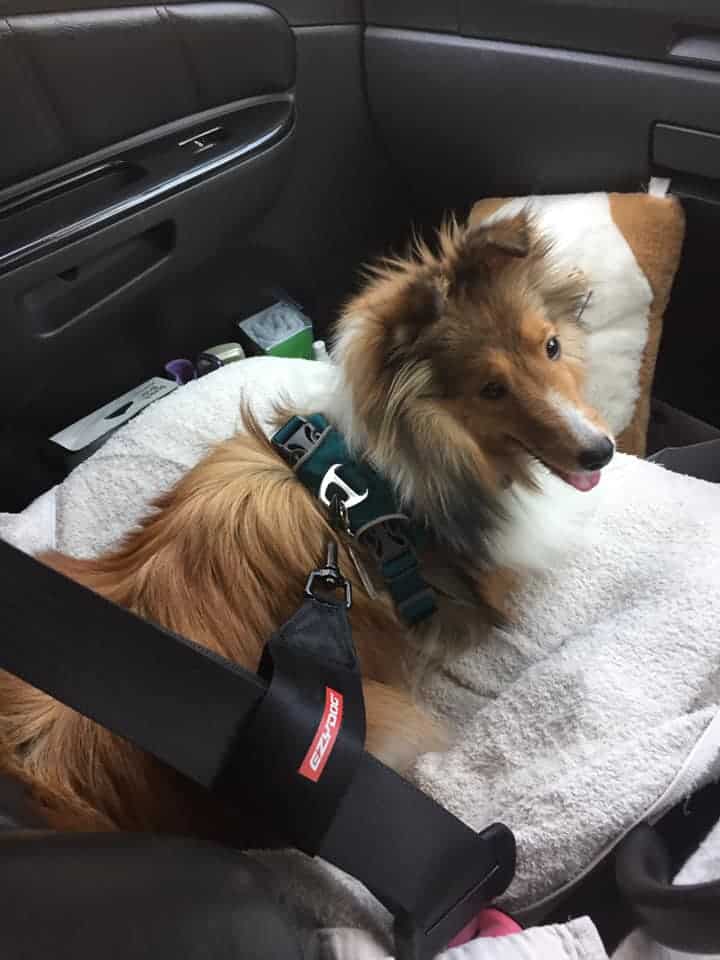 รีวิว Ezy Dog สาย Safety Belt ของนุ้งหมา 3 รีวิว Ezy Dog สาย Safety Belt ของนุ้งหมา 3