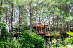 Cedar ป่าสน Cafe (เขาค้อ) 3