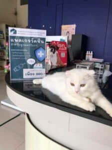 BMH Animal Hospital Baan Mahachai (มหาชัย) 3