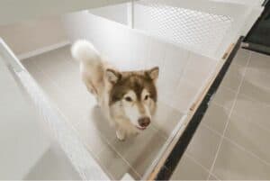 Dog House (ชัยพฤกษ์) 4