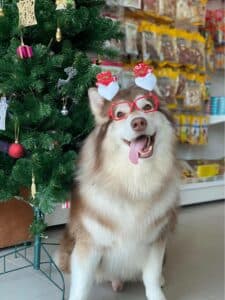 Dog House (ชัยพฤกษ์) 9