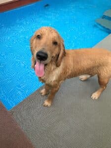Dog House (ชัยพฤกษ์) 8