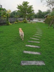 Hygge Hound 4
