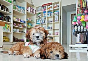 BMH Animal Hospital Baan Mahachai (มหาชัย) 2