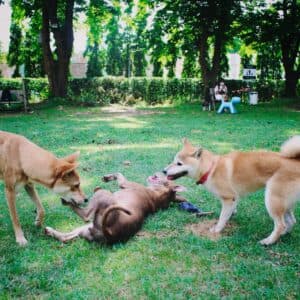 Dog Vibes 3