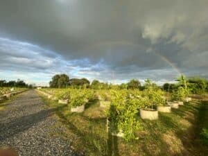 Lemon Me Farm (พุทธมณฑล) 5