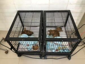 บ้านหมอแค็ปรักษาสัตว์ 1