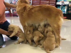 บ้านหมอแค็ปรักษาสัตว์ 7