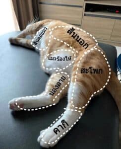 บ้านหมอแค็ปรักษาสัตว์ 6