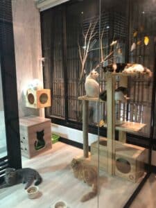 วิมานแมว Cat Hotel 8