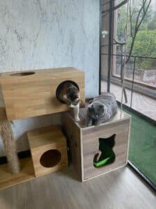 วิมานแมว Cat Hotel 5