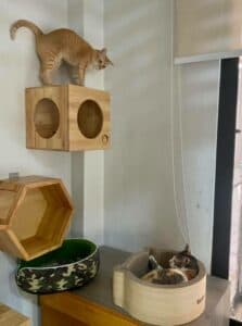 วิมานแมว Cat Hotel 4