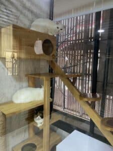 วิมานแมว Cat Hotel 3