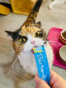 วิมานแมว Cat Hotel 2