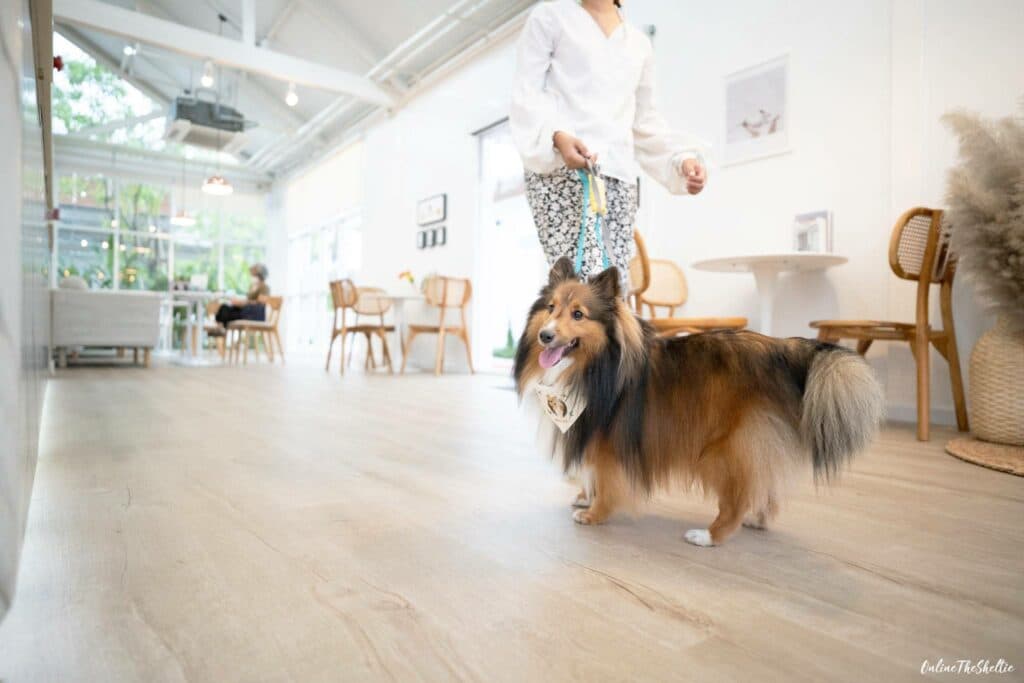 DOGs PAW คอมมูนิตี้หมาแห่งใหม่ที่ดีงาม 12 เหตุผลที่อยากแนะนำให้ทุกท่านมาดูงาน! 8 DOGs PAW คอมมูนิตี้หมาแห่งใหม่ที่ดีงาม 12 เหตุผลที่อยากแนะนำให้ทุกท่านมาดูงาน! 8