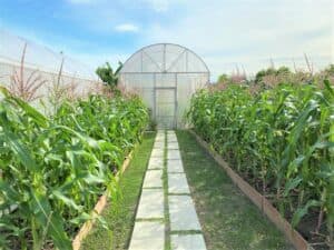 Sansiri Backyard T77 Community (สุขุมวิท 77) 1