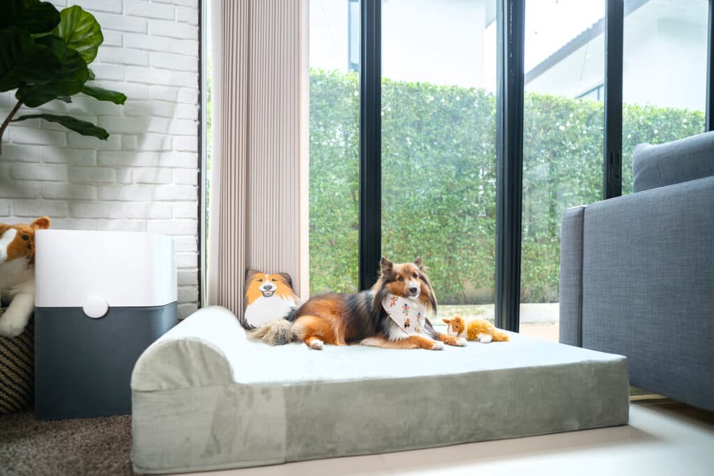รีวิว Binky Barker ที่นอนเมมโมรี่โฟม เพื่อสุขภาพสุนัข ถนอมข้อต่อและสะโพกน้องหมา 16 รีวิว Binky Barker ที่นอนเมมโมรี่โฟม เพื่อสุขภาพสุนัข ถนอมข้อต่อและสะโพกน้องหมา 15