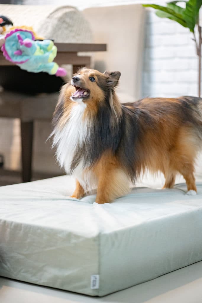 รีวิว Binky Barker ที่นอนเมมโมรี่โฟม เพื่อสุขภาพสุนัข ถนอมข้อต่อและสะโพกน้องหมา 19 รีวิว Binky Barker ที่นอนเมมโมรี่โฟม เพื่อสุขภาพสุนัข ถนอมข้อต่อและสะโพกน้องหมา 18