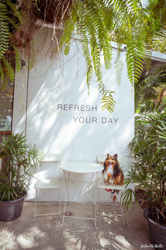 Dog Friendly Cafe สบายๆ จะช่วยให้น้องหมาฝึกที่จะสงบ