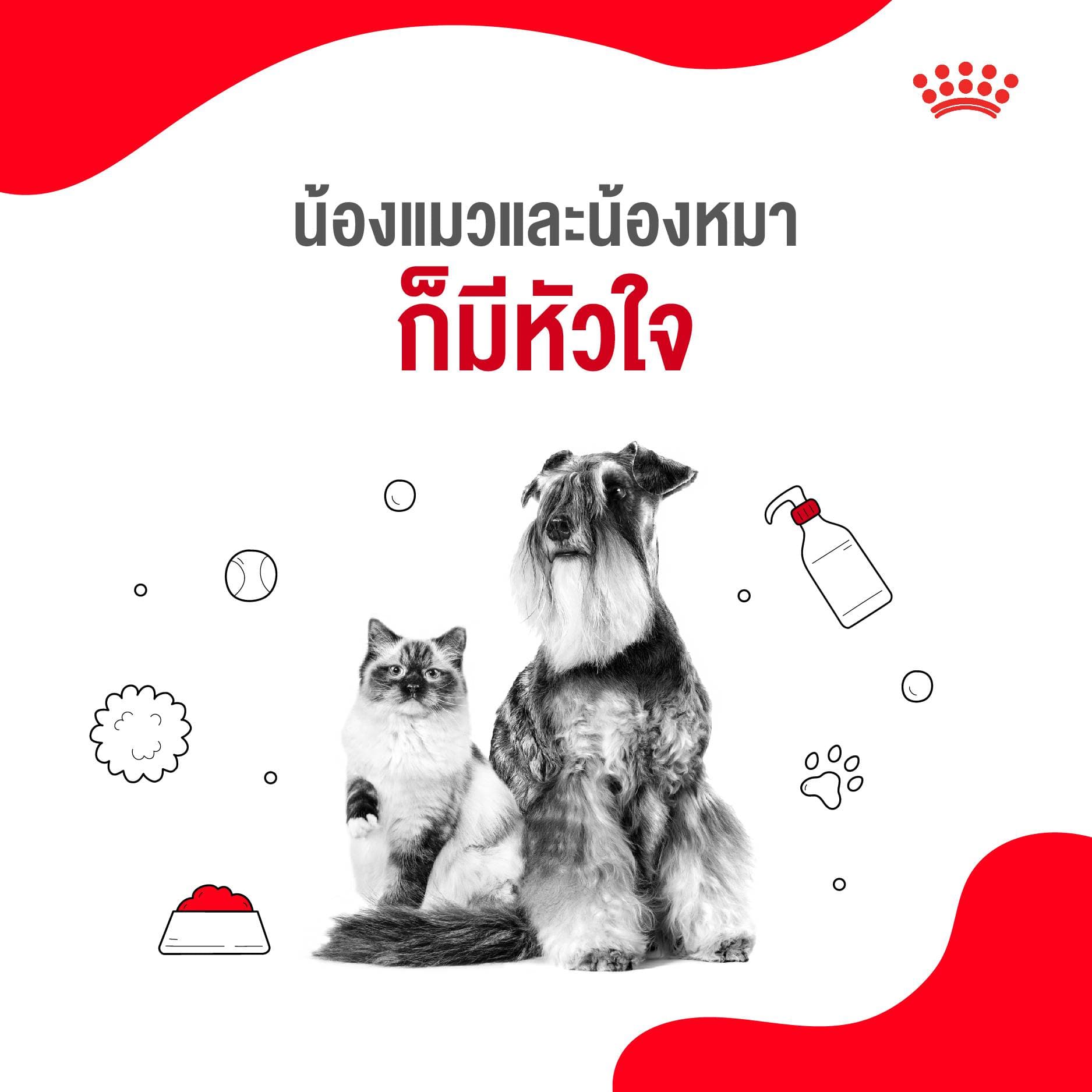 5 เหตุผลที่เราควรดูแลน้องแมวและน้องหมาเหมือนสมาชิกในครอบครัว 1 5 เหตุผลที่เราควรดูแลน้องแมวและน้องหมาเหมือนสมาชิกในครอบครัว 1