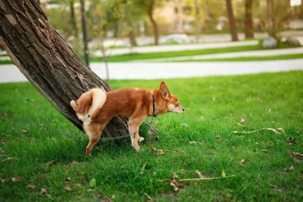 18 ไอเดีย Pet-First Design เมื่อเขาเป็นคนในครอบครัวมากกว่าสัตว์เลี้ยง การออกแบบจึงไม่หยุดแค่ Pet-Friendly 11 18 ไอเดีย Pet-First Design เมื่อเขาเป็นคนในครอบครัวมากกว่าสัตว์เลี้ยง การออกแบบจึงไม่หยุดแค่ Pet-Friendly 11