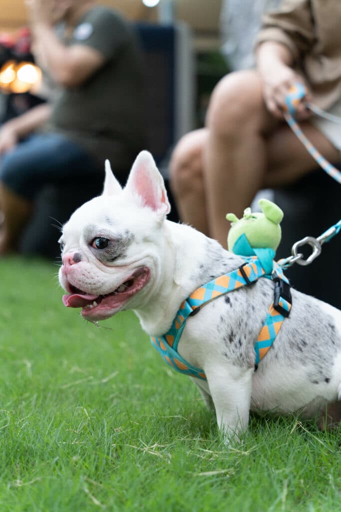 Barking Friends EP.1 – น้อง Party สุนัขพันธุ์ French Bulldog (เฟรนช์ บูลด็อก) 1 Barking Friends EP.1 – น้อง Party สุนัขพันธุ์ French Bulldog (เฟรนช์ บูลด็อก) 1