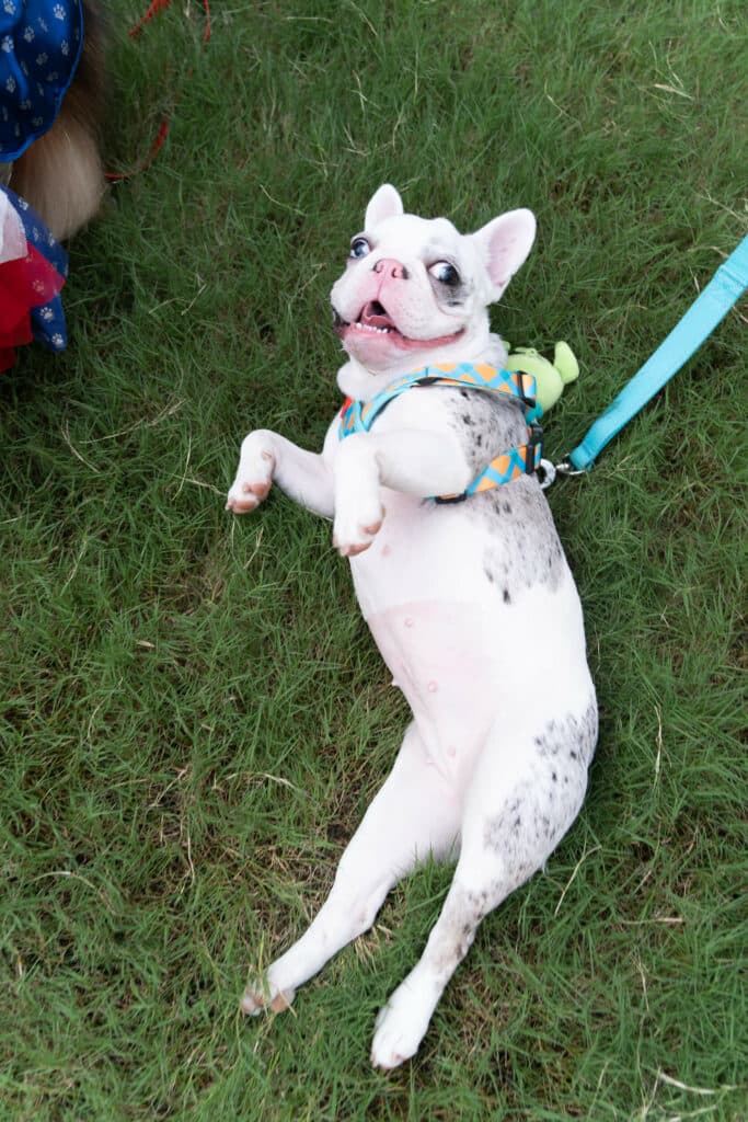 Barking Friends EP.1 – น้อง Party สุนัขพันธุ์ French Bulldog (เฟรนช์ บูลด็อก) 3 Barking Friends EP.1 – น้อง Party สุนัขพันธุ์ French Bulldog (เฟรนช์ บูลด็อก) 3