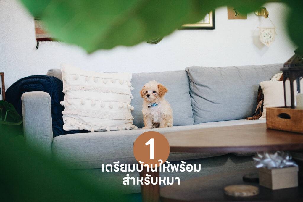 10 เคล็ดลับสำคัญ เปลี่ยนเจ้าของลูกสุนัขมือใหม่ให้กลายเป็นมือโปรในทันที 🐶 รวมวิธีเลี้ยงลูกสุนัข วิธีฝึก ดูแล 1 วิธีเลี้ยงลูกสุนัข 1. เตรียมบ้าน