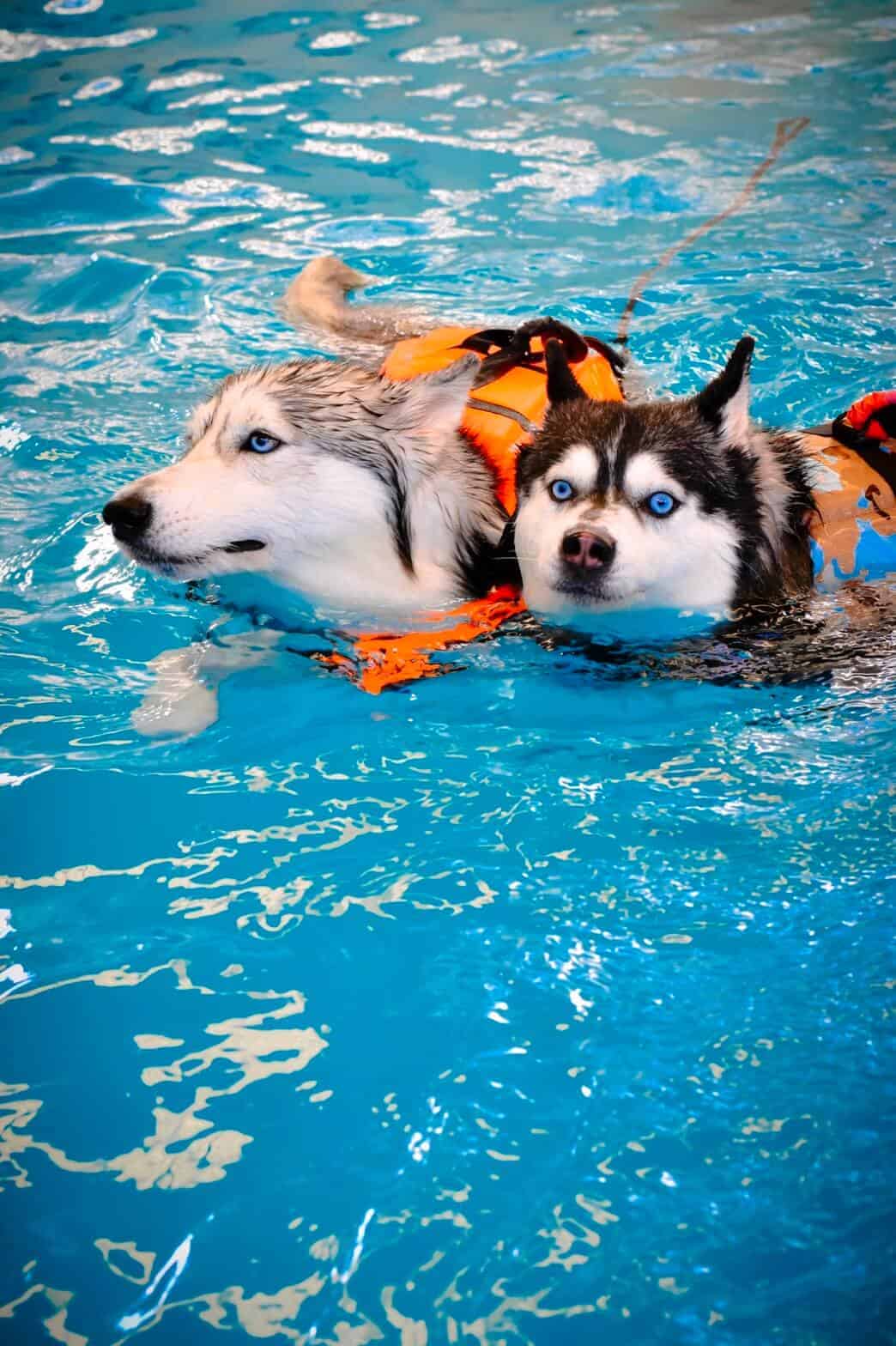 Up2Dogs 5