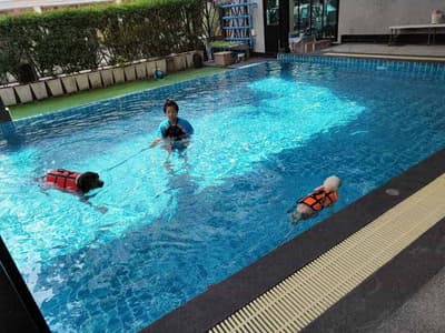 Petopia Dog Pool 1