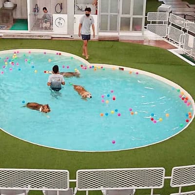 Dog's Tale Bangkok 1