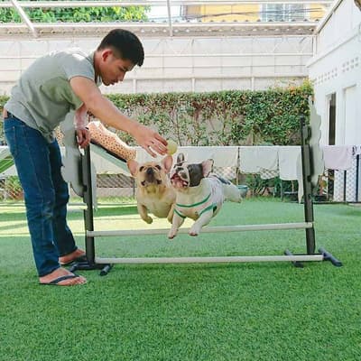 Dog's Tale Bangkok 2