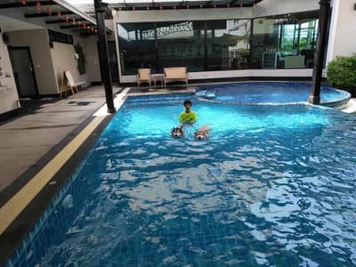 Petopia Dog Pool 6