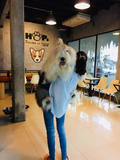 HoPs Dog Cafe 2