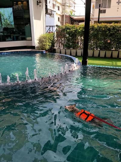 Petopia Dog Pool 5