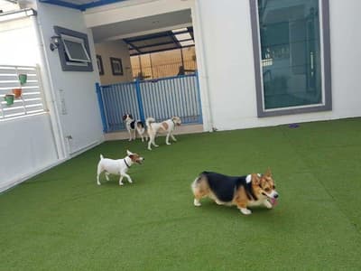 Sheltie Station 6