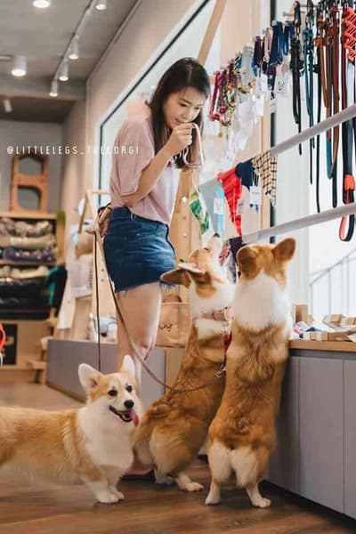 Moggie Doggie Pet Shop 3