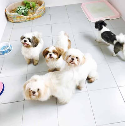 Dog Space Rangsit 2