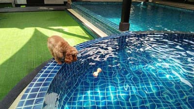 Petopia Dog Pool 4
