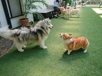 Dog's Tale Bangkok 4