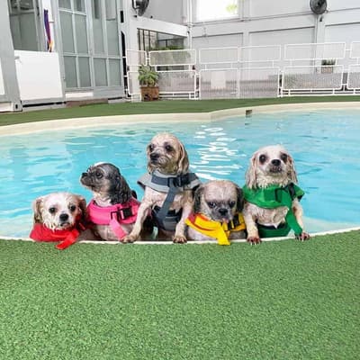 Dog's Tale Bangkok 5