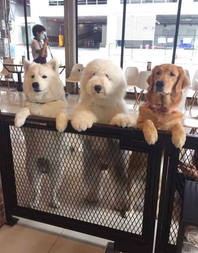 HoPs Dog Cafe 5