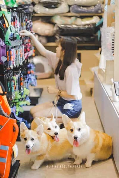 Moggie Doggie Pet Shop 5