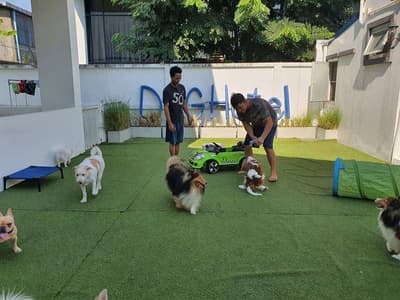 Sheltie Station 3