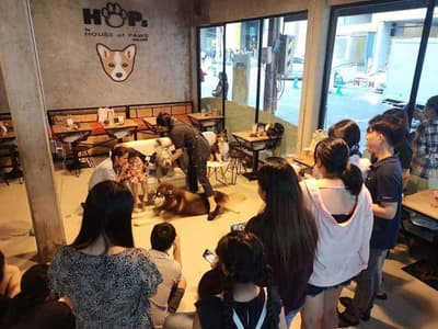 HoPs Dog Cafe 6