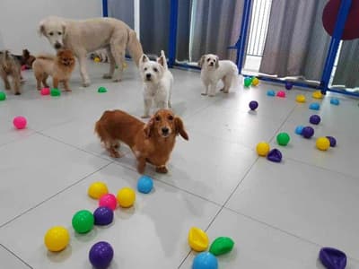 Sheltie Station 2