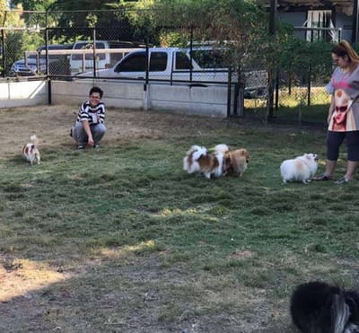 The Dogtel 3