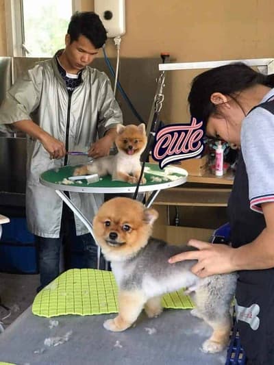 The Dogtel 2